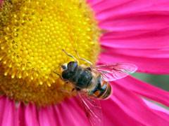 bee on a flower